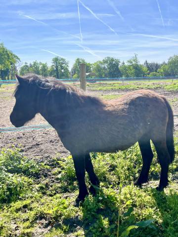 Puledra Origine non conosciuta  In vendita 2023 Baio