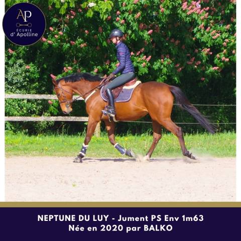 Cavalla Purosangue In vendita 2020 Baio ,  balko