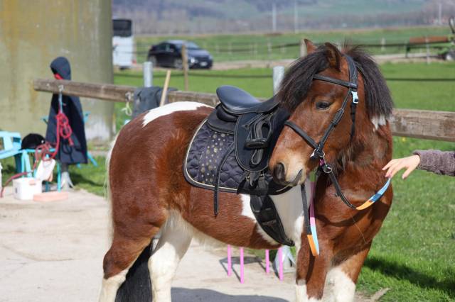 Sella Junior / Sella Pony Fouganza  15" - 2023