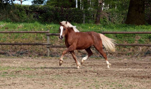 Castrone Welsh Poney (Sezione B) In vendita 2024 Crine lavato ,  KELHIOS DES BERTAINES