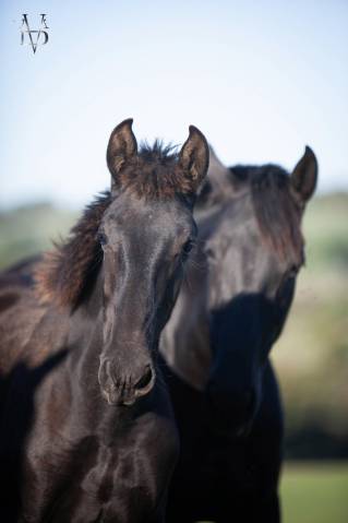 Puledra PRE Andaluso In vendita 2026 Nero ,  MUNECO DE LA ESPADA