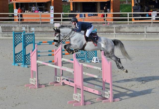 Castrone Sella Francese In vendita 2016 Grigio