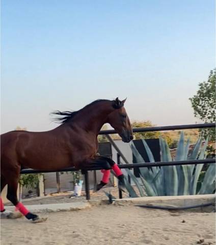 Intero PRE Andaluso In vendita 2018 Baio