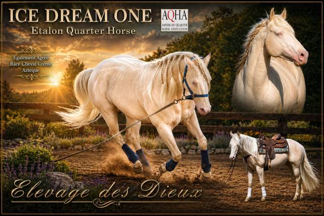 ICE DREAM ONE  - Quarter Horse 2011 ,  MR TUFFEASY SMOKE
