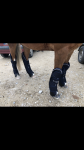  Horseware Occasione