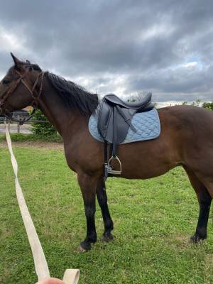 Sella da dressage Thorowgood   18