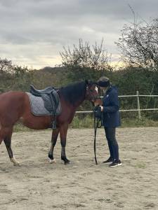 Sella da dressage Antarès  17.5