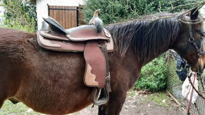 Sella western   16.5