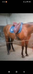 Sella da dressage WOW  18