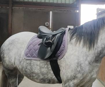 Sella mista Wintec Wintec 500 wide polyvalente (all-purpose) 17.5