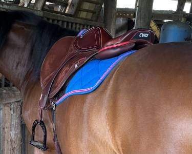 Sella da salto ostacoli CWD  17.5