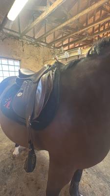 Sella da salto ostacoli Meyer  17