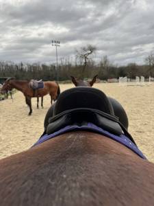 Sella da dressage Antarès  17