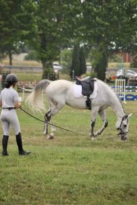 Sella da dressage Wintec  17