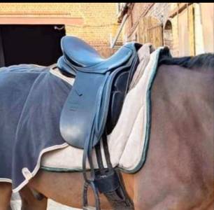 Sella da dressage Stubben  17