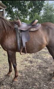 Sella western  Westride arvada 15