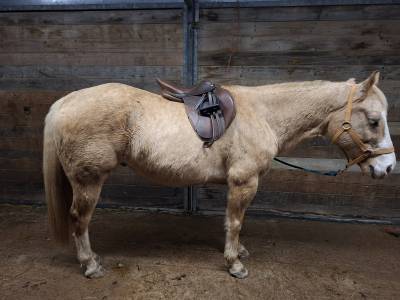 Sella mista Decathlon Romeo  17.5