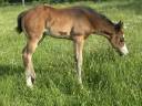 Puledra Paint Horse In vendita 2026 Baio ,  Classic cowboy spirit