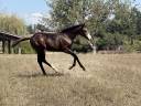 Puledra Paint Horse In vendita 2026 Baio ,  Classic cowboy spirit