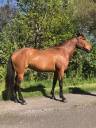Cavalla Lusitano In vendita 2014 Baio ,  vibrato