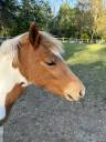 Puledra PFS Pony Francese da Sella In vendita 2025 Pezzato ,  EUROGEN FANTOMAS