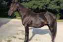 Intero Quarter Horse In vendita 2023 Nero