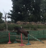 Castrone Pony da Sella Belgio In vendita 2022 Baio scuro ,  dallas van overis