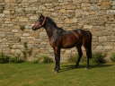 Castrone Pony da Sella Belgio In vendita 2022 Baio scuro ,  dallas van overis