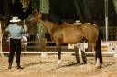 Botero LH - PRE Andaluso 2015