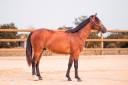 Castrone PFS Pony Francese da Sella In vendita 2024 Baio ,  Jungle Alias Boogie