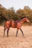 Puledro PFS Pony Francese da Sella In vendita 2025 Baio scuro ,  Usandro Tilia Derlenn