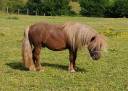 Intero Shetland In vendita 2022 Sauro ,  VICKING COMMANDERIE