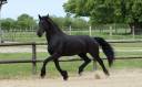 Cavalla Arabo Frisone In vendita 2012 Nero ,  Yk Dark Danilo Stb Sport