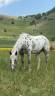 Castrone Appaloosa Leopard