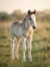 Puledro Gypsy Cob In vendita 2026 Crine lavato