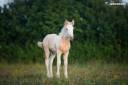 Puledra Gypsy Cob In vendita 2025 Palomino