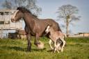 Cavalla Gypsy Cob In vendita 2022 Altro colore