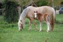 Puledra Welsh Poney (Sezione A) In vendita 2026 Isabella ,  BOOTHSDALE STARFIRE