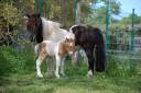 Puledro Shetland In vendita 2026 Pezzato ,  Artaban des Cles