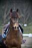 Intero PFS Pony Francese da Sella In vendita 2021 Isabella