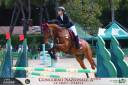 Mezza affida cavallo da salto ostacoli 