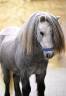 Intero Shetland Noleggio 2023 Grigio