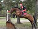 Castrone Zangersheide In vendita 2010 Baio ,  Diarado Holst Warmblut