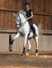 Castrone Lusitano In vendita 2012 Grigio