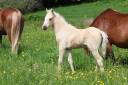 Puledro Welsh Poney (Sezione B) In vendita 2026 Palomino ,  WAXWING ORATOR