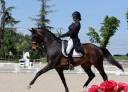 Castrone KWPN Cavallo da Sport Neerlandese In vendita 2012 Baio scuro