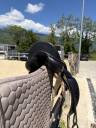 Sella da dressage Childeric  18" - 2006
