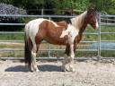 Castrone Paint Horse In vendita 2023 Pezzato