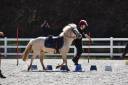 Cavalla Welsh Poney (Sezione B) In vendita 2015 Palomino
