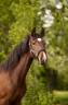 Puledra sBs Cavallo da Sport Belgio In vendita 2025 Baio scuro